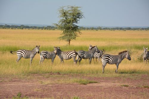 zebras flock wilderness