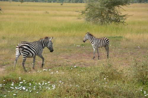 zebra africa serengeti
