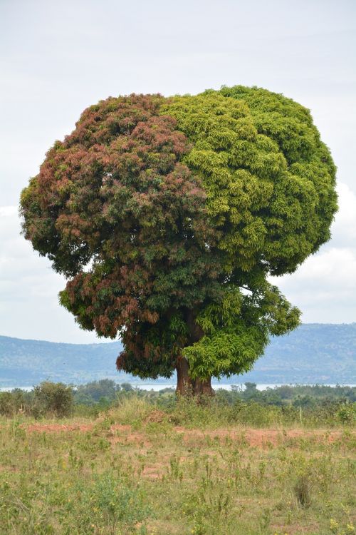 africa tanzania tree