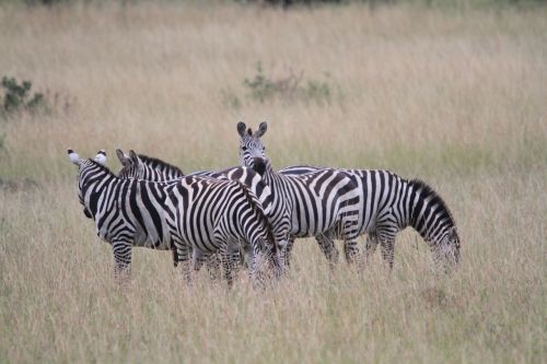 africa kenya zebra