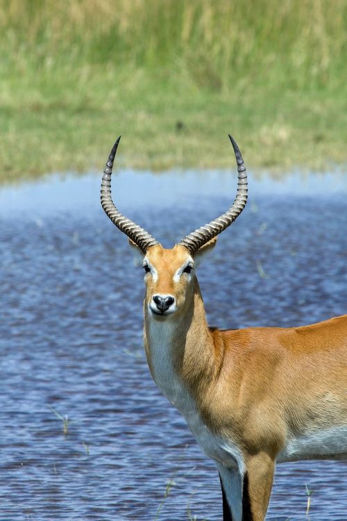 antelope africa puku