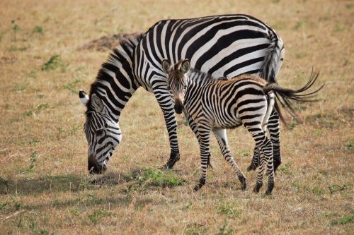 africa kenya zebra