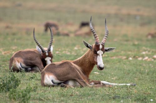 antelope africa wildlife