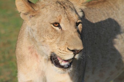 africa wildlife lioness