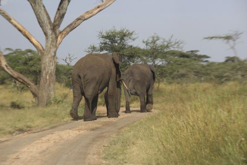 elephants africa serengeti