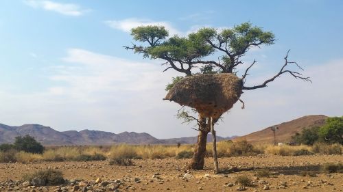 bird's nest africa namibia