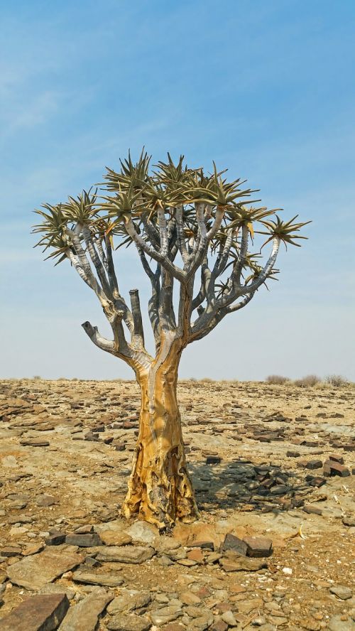 quiver tree africa namibia