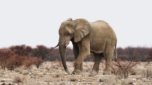 elephant africa namibia
