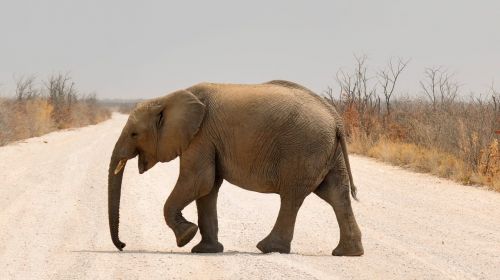 elephant baby elephant africa