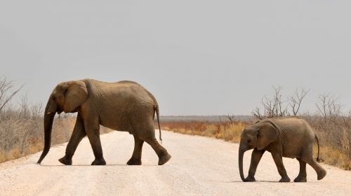 elephant baby elephant young elephant