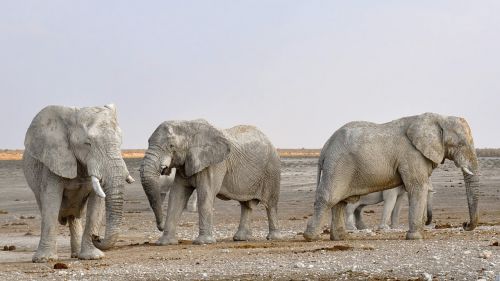 elephant herd of elephants africa