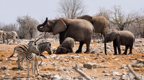 elephant zebra africa