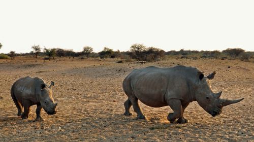 rhino rhino baby africa