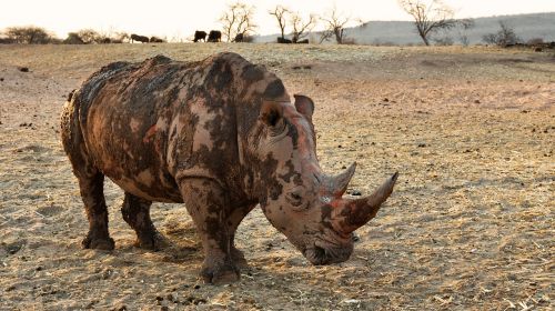 rhino africa namibia