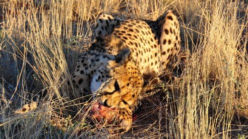 cheetah africa namibia