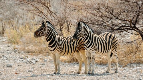 zebra africa namibia