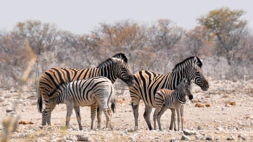 zebra africa namibia