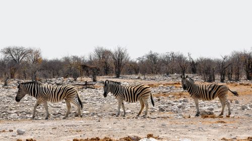 zebra africa namibia