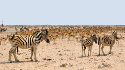 zebra africa springbok