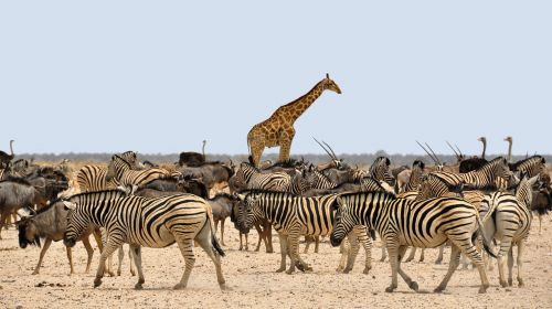zebra gnu giraffe
