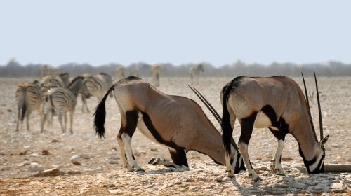 oryx africa namibia