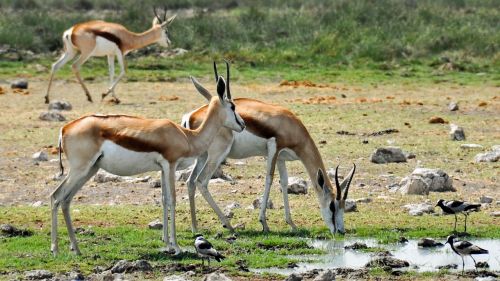 africa namibia nature