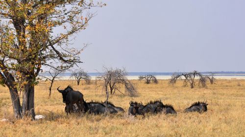 africa namibia nature