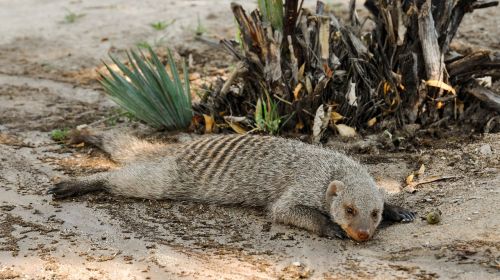 africa namibia nature