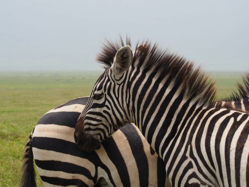 africa zebra black and white