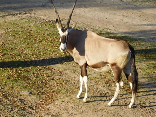 africa safari park wild animal