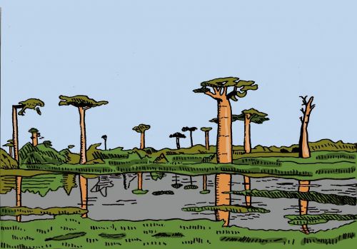 africa baobabs illustration