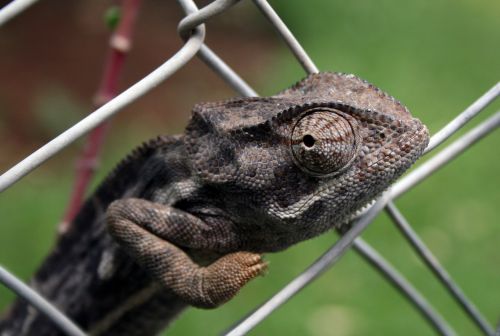 africa chameleon fence