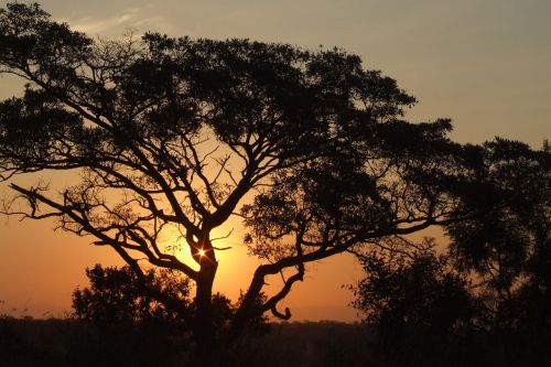 africa sunset nature
