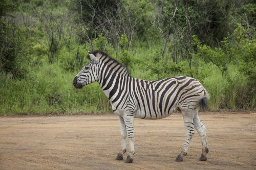 africa landscape wild