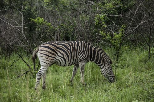 africa landscape wild