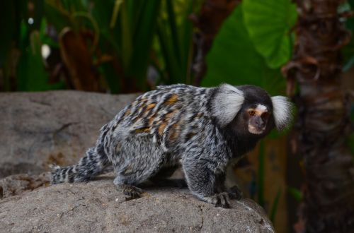 africa marmoset wild animal