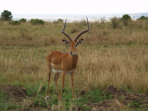 africa wild nature