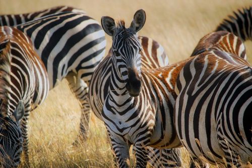 africa zebras herd