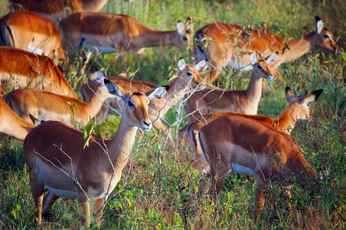 africa impala deer