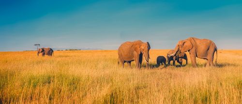africa panorama elephants