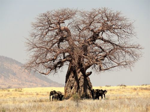 africa tree baobab