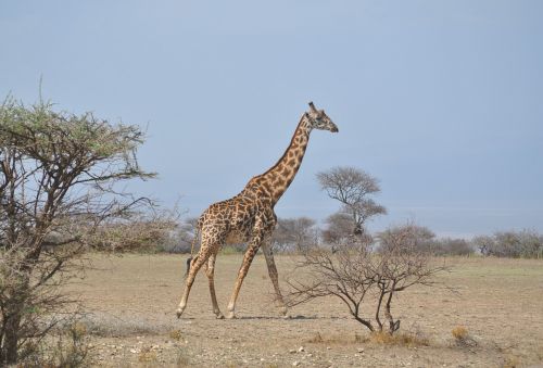 africa tanzania national park