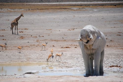 africa namibia national park