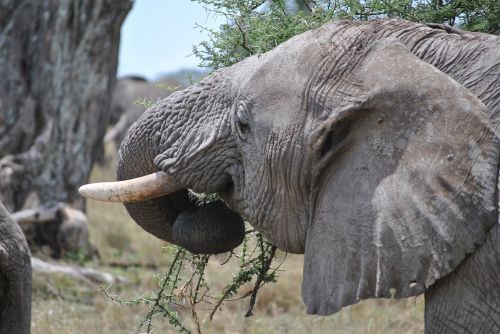 africa tanzania national park