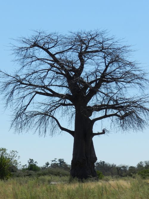 africa baobab savannah