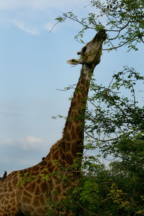 africa south africa giraffe