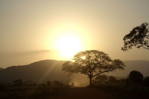 africa sunset trees