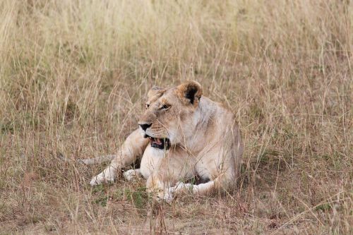 africa lioness safari