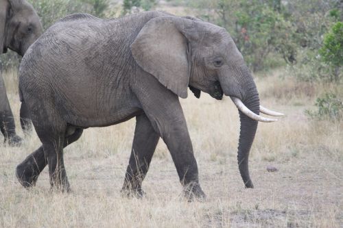 africa safari wildlife