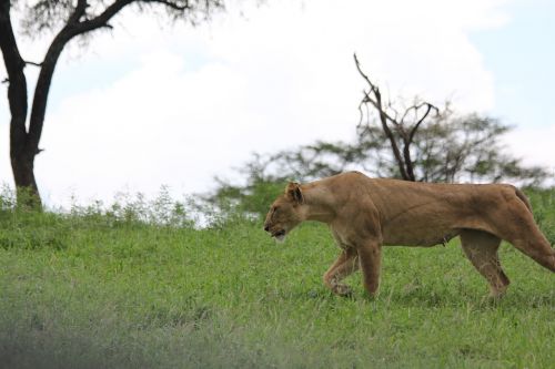 africa tanzania tarangire